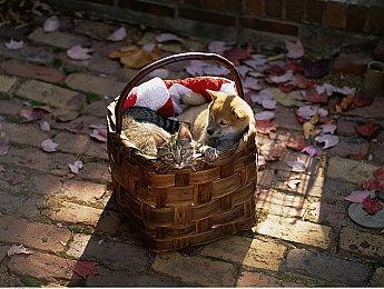 模拟经营游戏《油管博主生活2》正式发售 综合评价”多半好评“